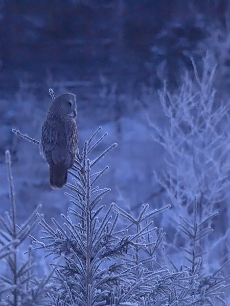 Lapinpöllö, Great Grey Owl, Strix nebulosa